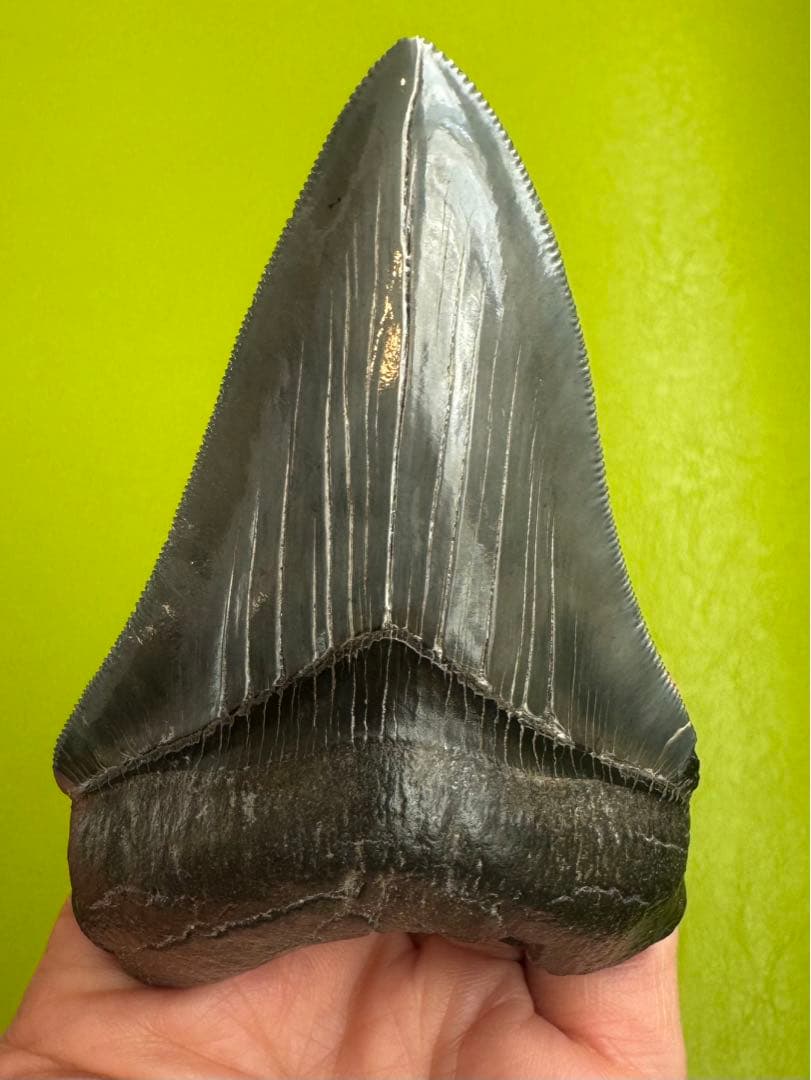 L*9様 【博物館級】宝石のような『メガロドン』の歯の化石
