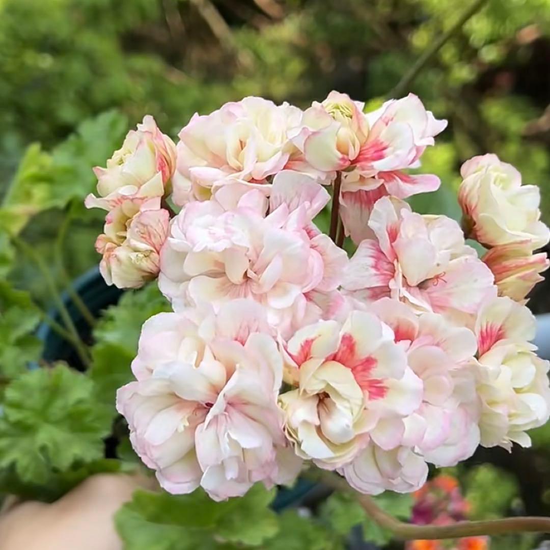 レア品種ゼラニウム苗　希少品種ゼラニウム苗　ELR01