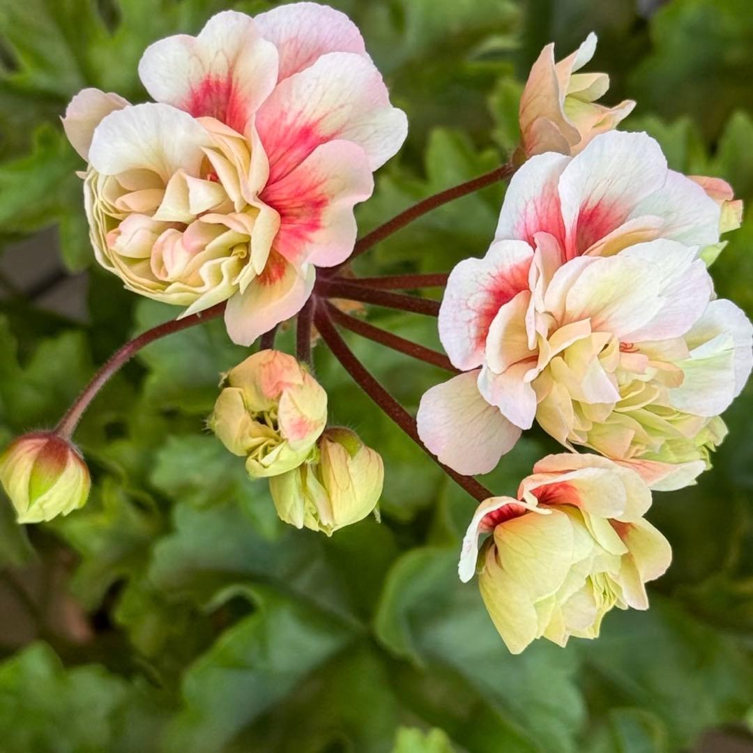 レア品種ゼラニウム苗　希少品種ゼラニウム苗　ELR01