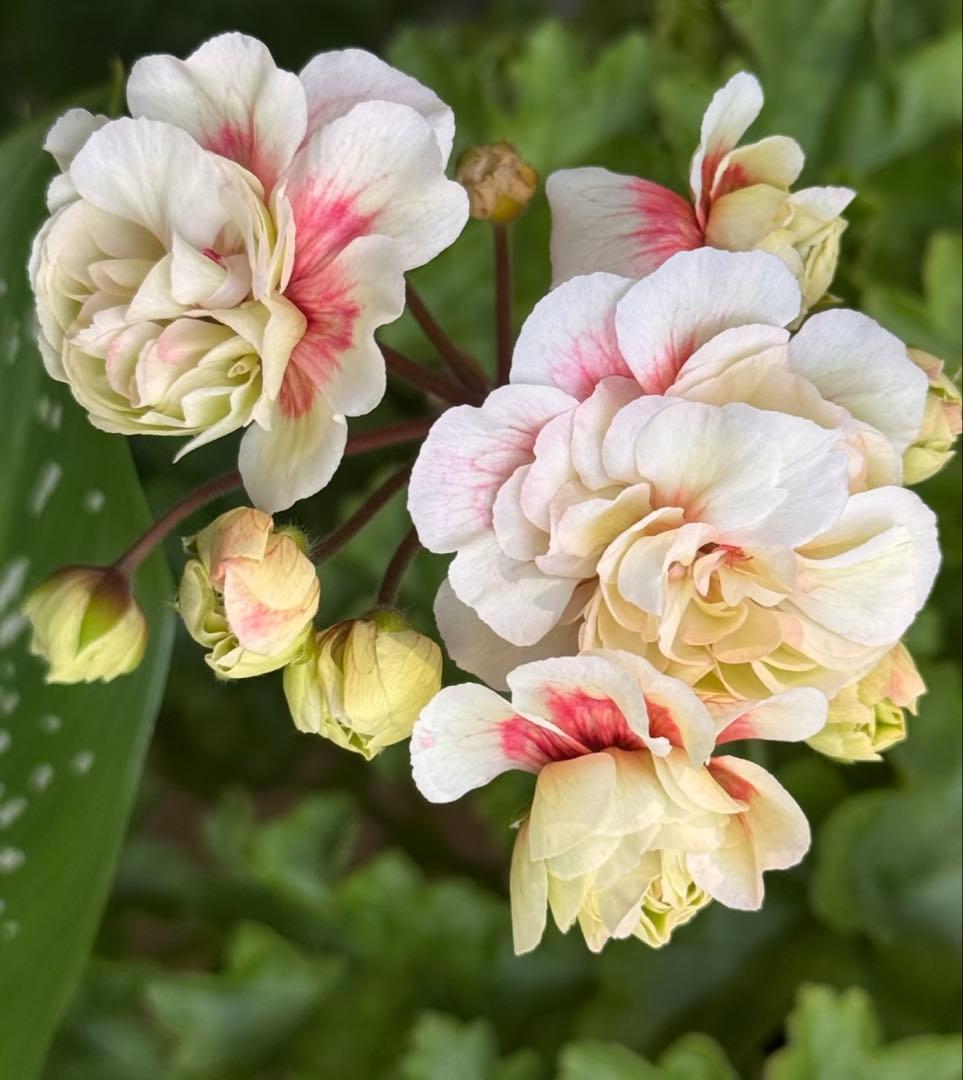 レア品種ゼラニウム苗　希少品種ゼラニウム苗　ELR01