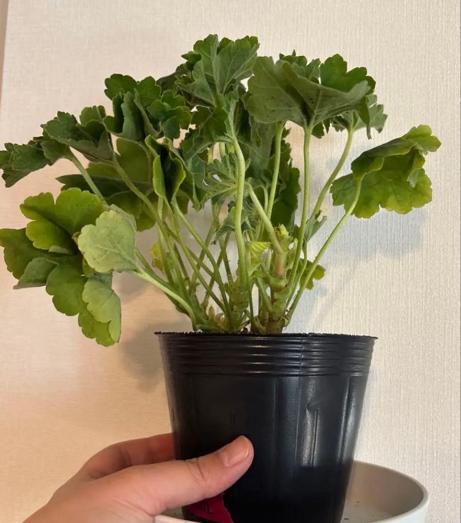 レア品種ゼラニウム苗　希少品種ゼラニウム苗　ELR01