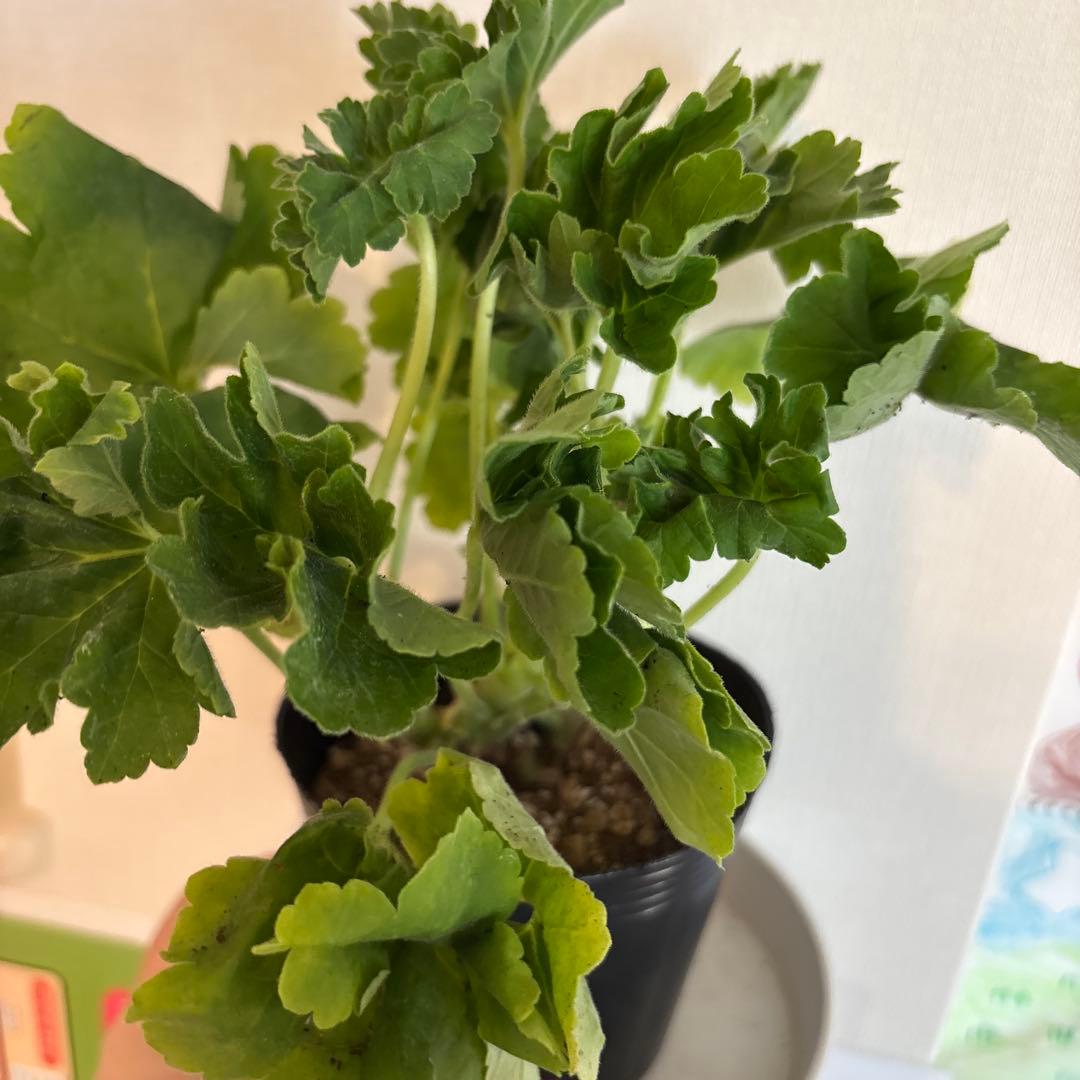 レア品種ゼラニウム苗　希少品種ゼラニウム苗　ELR01