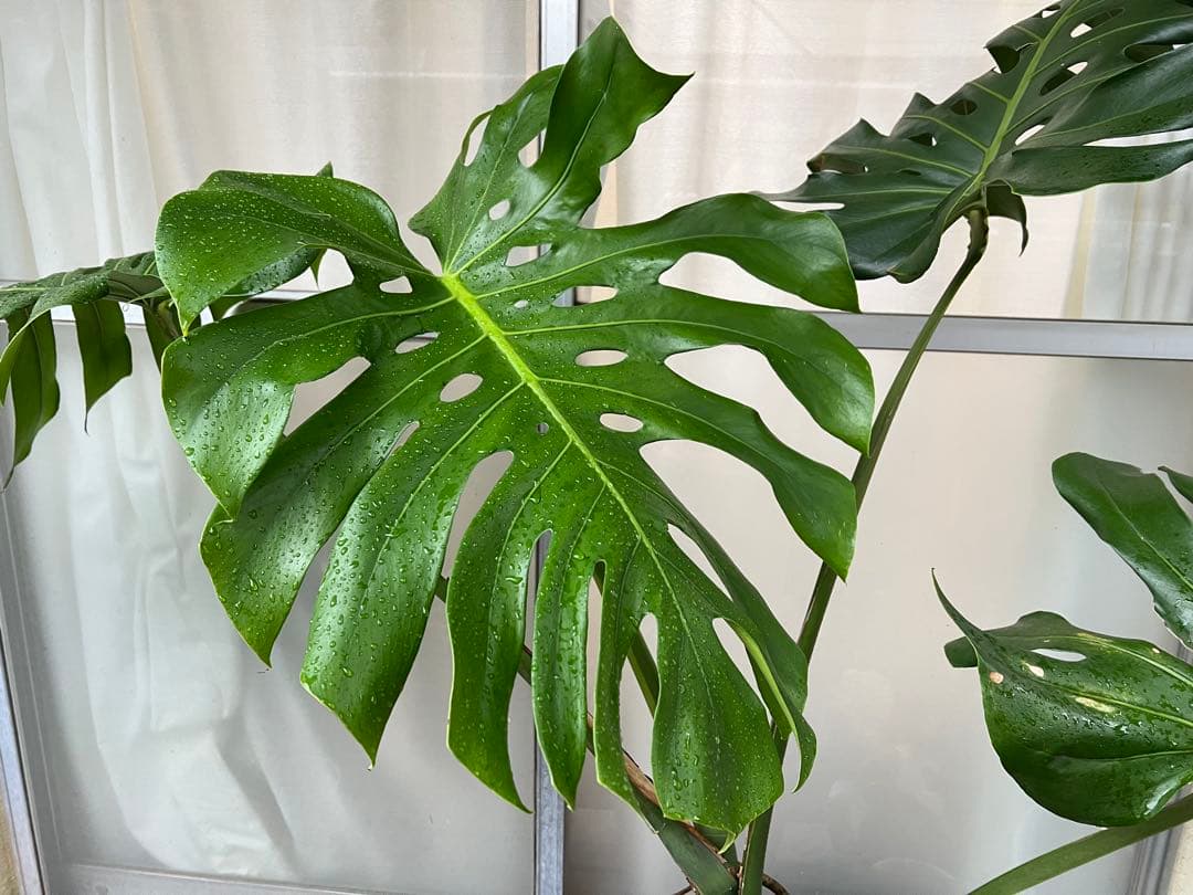 幹上がりモンステラデリシオーサ[特大]