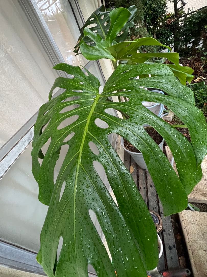 幹上がりモンステラデリシオーサ[特大]