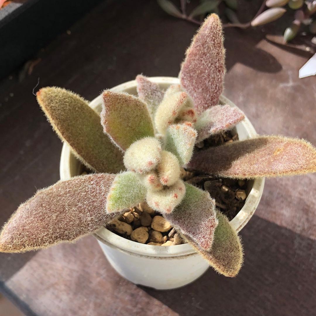 専用‼︎多肉植物^o^  ラッキーガール