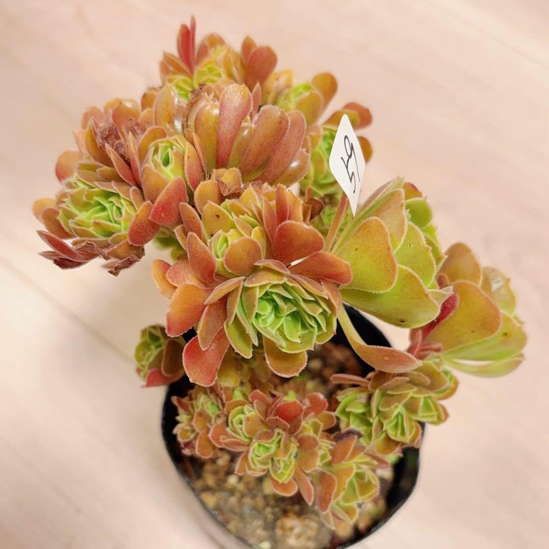 59#多肉植物アエオニウム❤️サラダボールセッカ❤️13cm 拔き苗