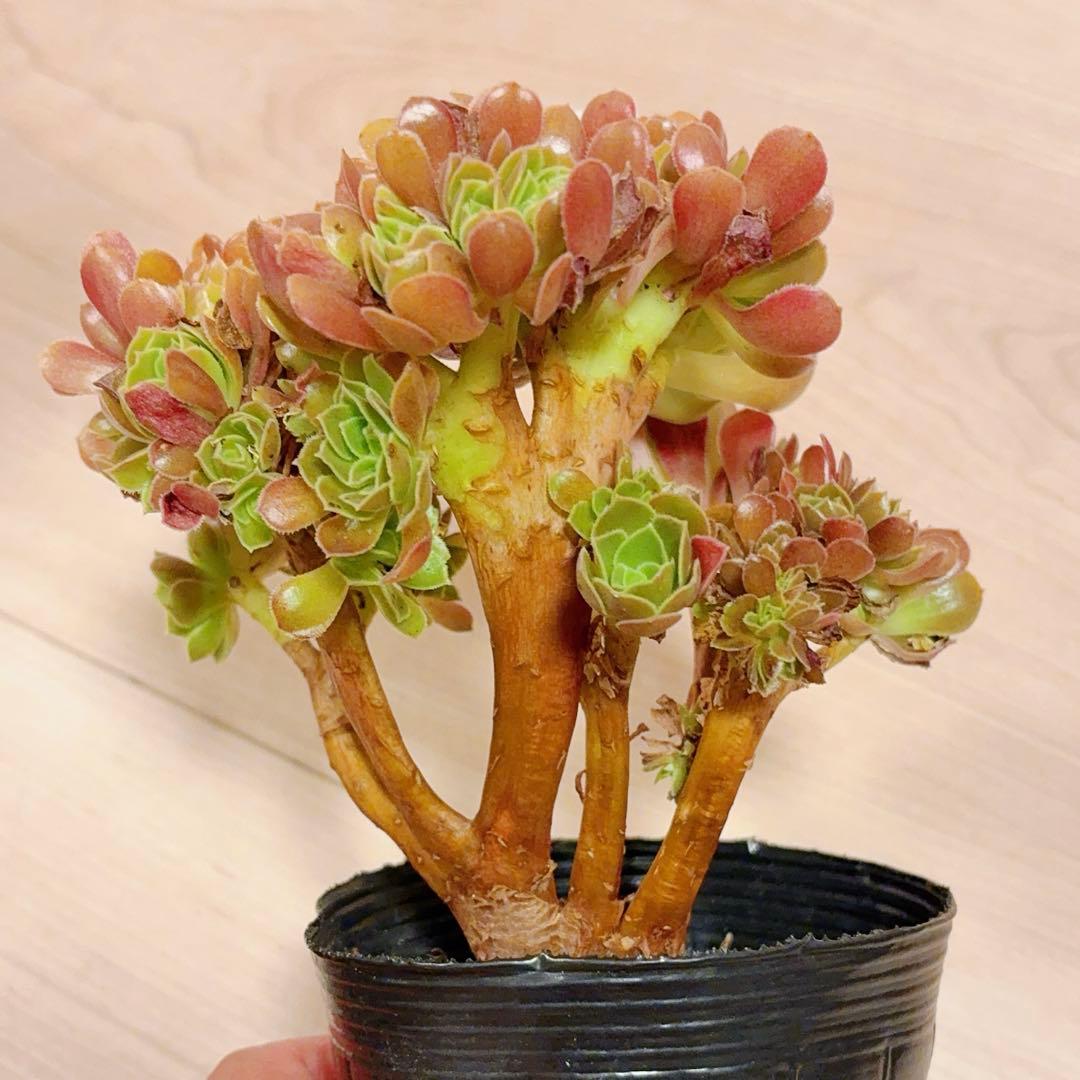 59#多肉植物アエオニウム❤️サラダボールセッカ❤️13cm 拔き苗
