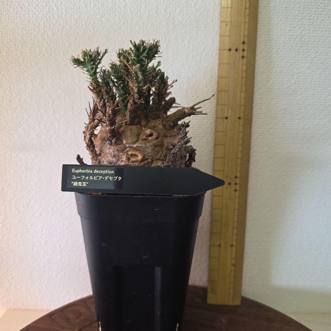 Euphorbia deception ユーフォルビア▪︎デセプタ 塊根植物