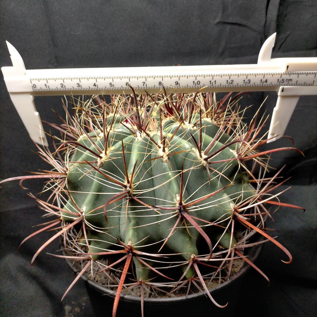 H*u様 フェロカクタス 金赤竜 中株 赤鳳 鯱頭 神仙玉 刈穂玉 巨鷲玉 金冠