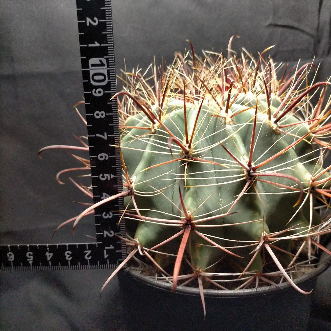 H*u様 フェロカクタス 金赤竜 中株 赤鳳 鯱頭 神仙玉 刈穂玉 巨鷲玉 金冠