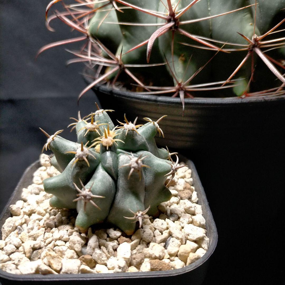 H*u様 フェロカクタス 金赤竜 中株 赤鳳 鯱頭 神仙玉 刈穂玉 巨鷲玉 金冠