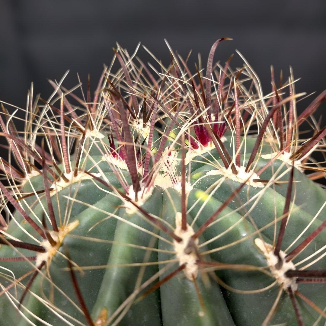 H*u様 フェロカクタス 金赤竜 中株 赤鳳 鯱頭 神仙玉 刈穂玉 巨鷲玉 金冠