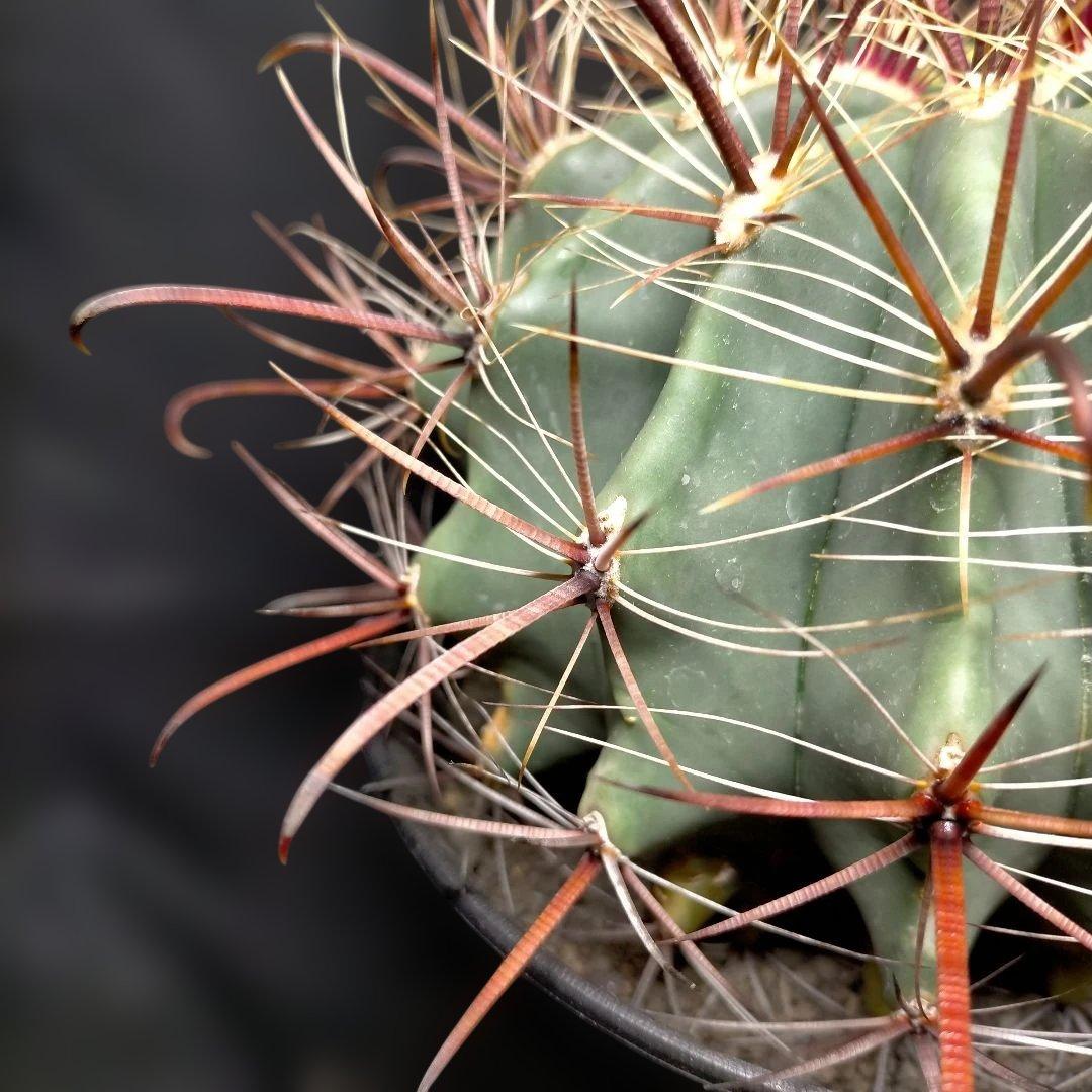 H*u様 フェロカクタス 金赤竜 中株 赤鳳 鯱頭 神仙玉 刈穂玉 巨鷲玉 金冠