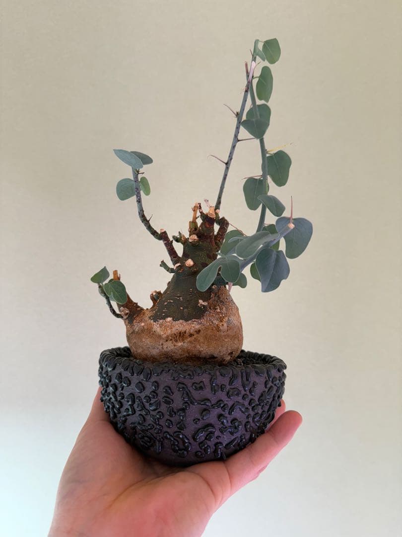 最終値下げ！アデニア　スピノーサ　現地球　鉢付き