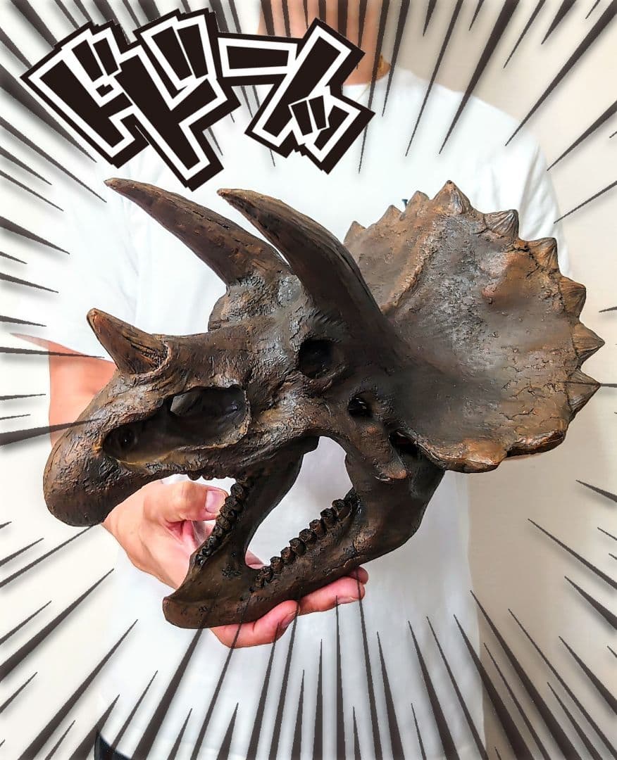 【DINOWORLD】トリケラトプス 頭骨レプリカ 化石 ジュラシックワールド