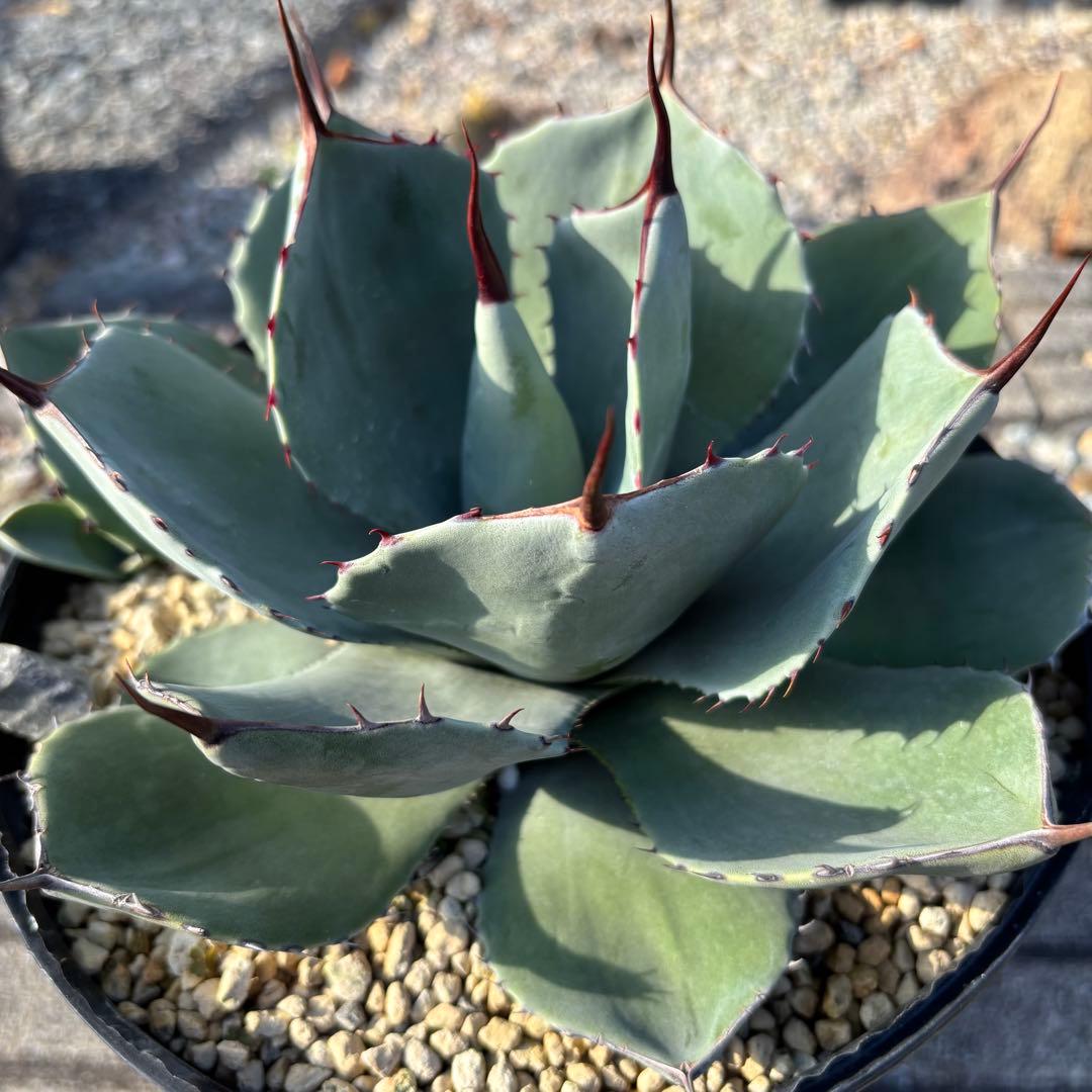 アガベ トランカータ 極厚短葉 完成度高・良型株