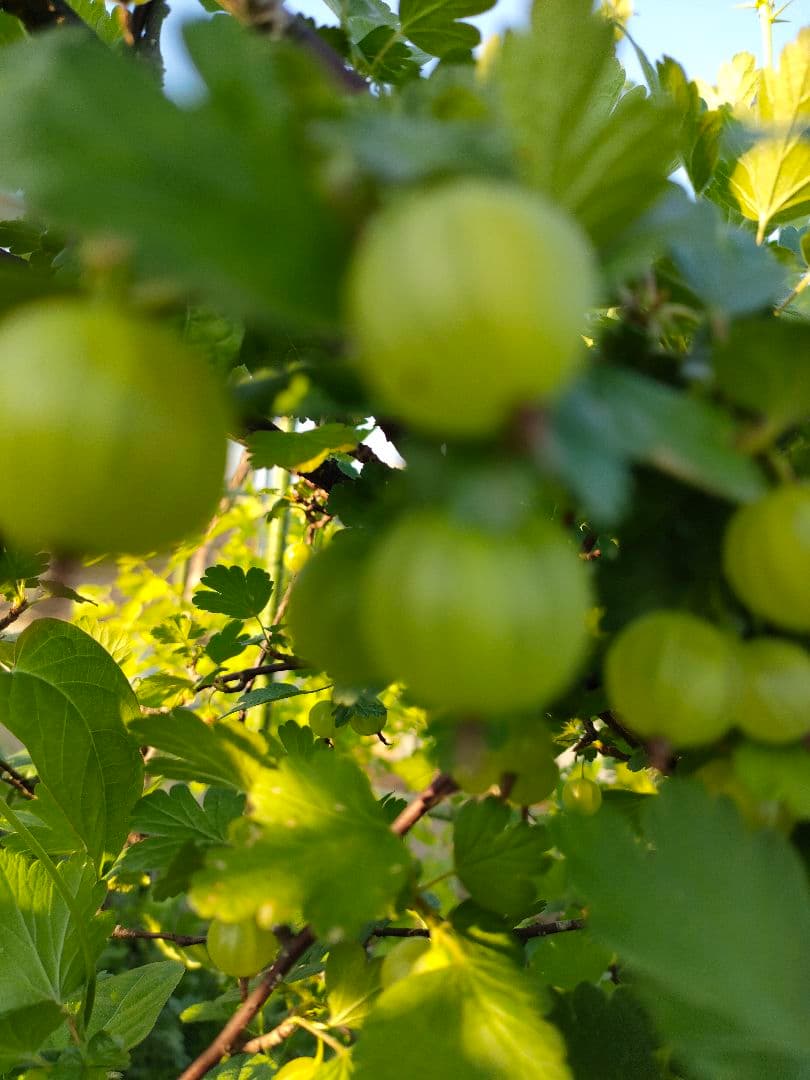 スグリ　挿木枝　約20cm　５本