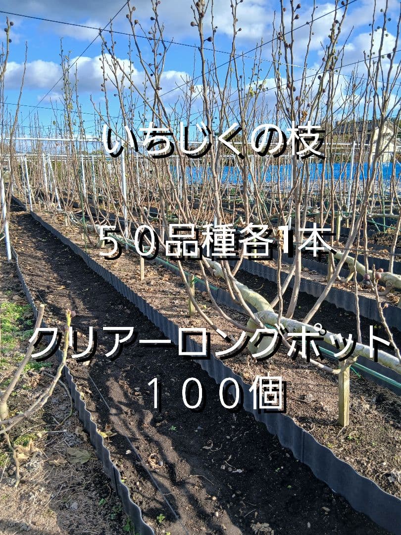 ロングクリアーポット　2.5号　7.5cm　いちじくの枝　５０本