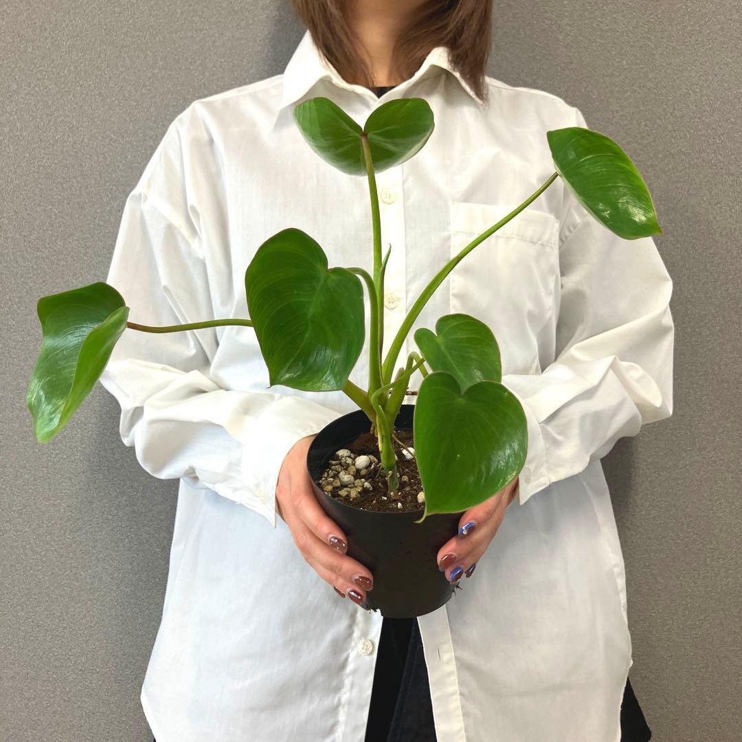 超希少❗️フィロデンドロン　リカルドイ✨