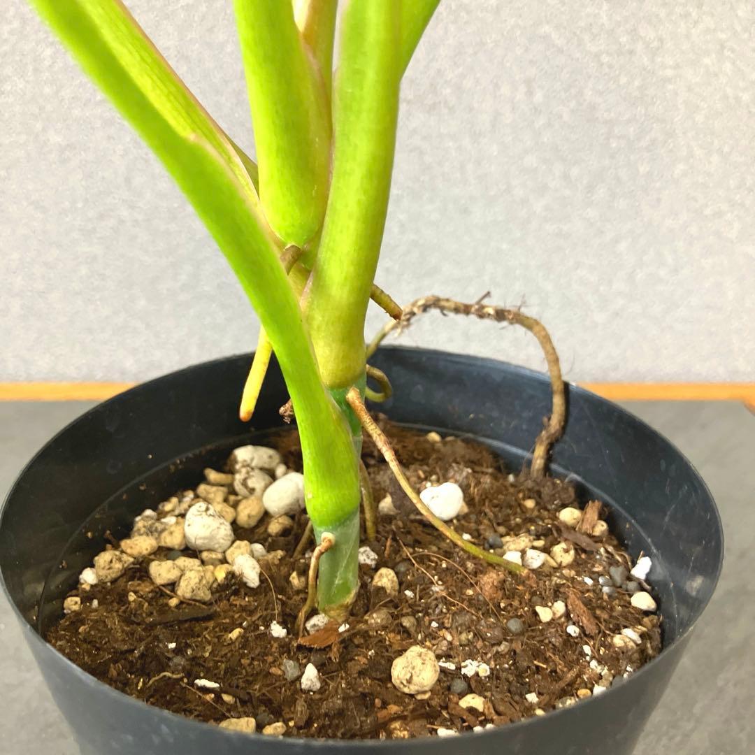 超希少❗️フィロデンドロン　リカルドイ✨