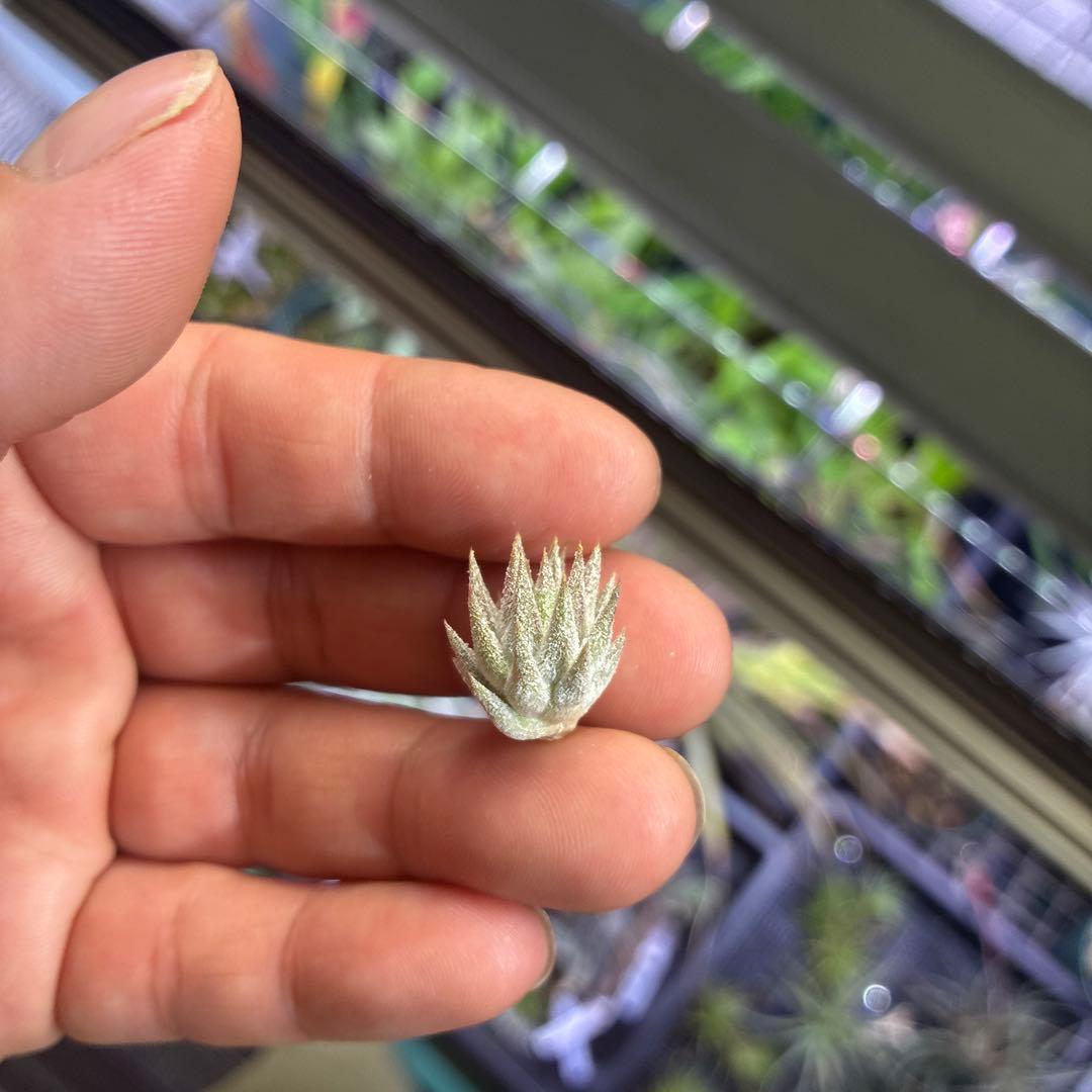 ブロメリア・エアープランツ T.ionantha var. vanhyningii minor