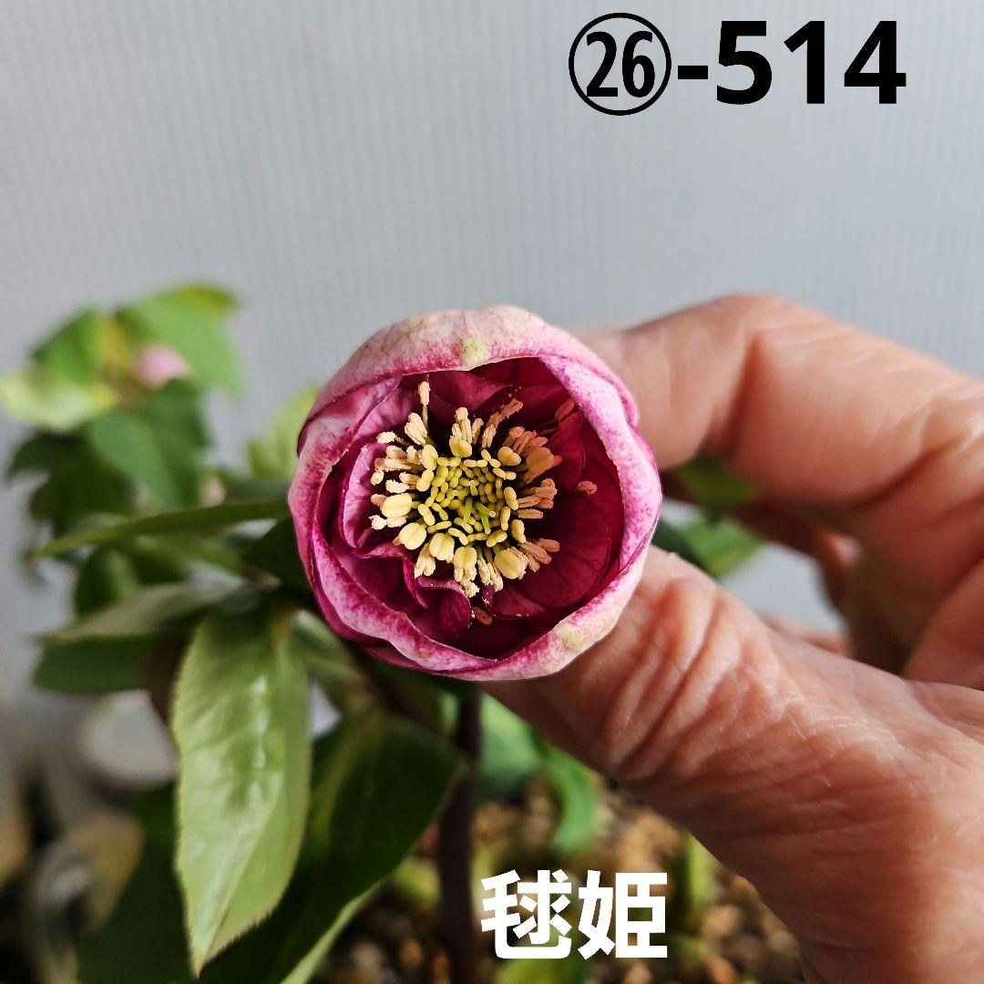 hyssa様にご提案苗㉖-514クリスマスローズ