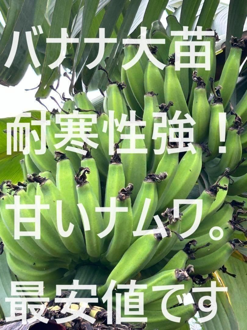 処分◆世界で2番目と記事◆180㎝耐寒強◆ドワーフ・ライチバナナ◆食味優秀AAA