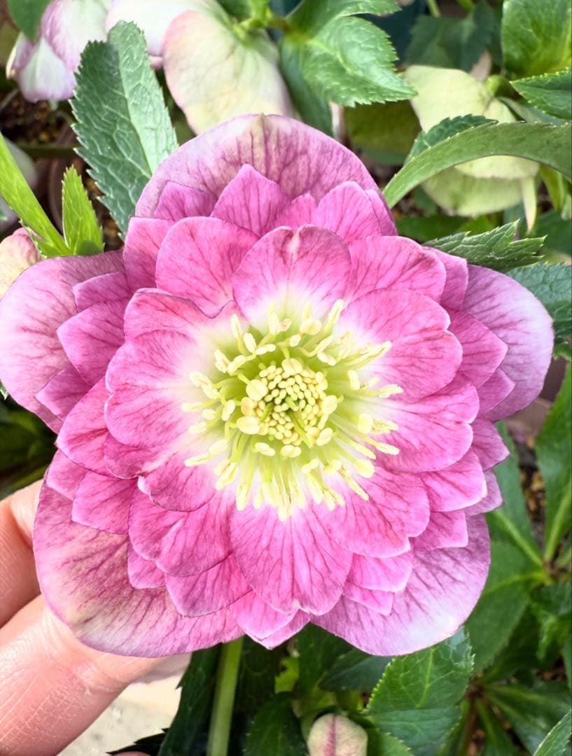 クリスマスローズ　曽田園芸　芳香　多弁　小輪　未株分け　最終値下げ