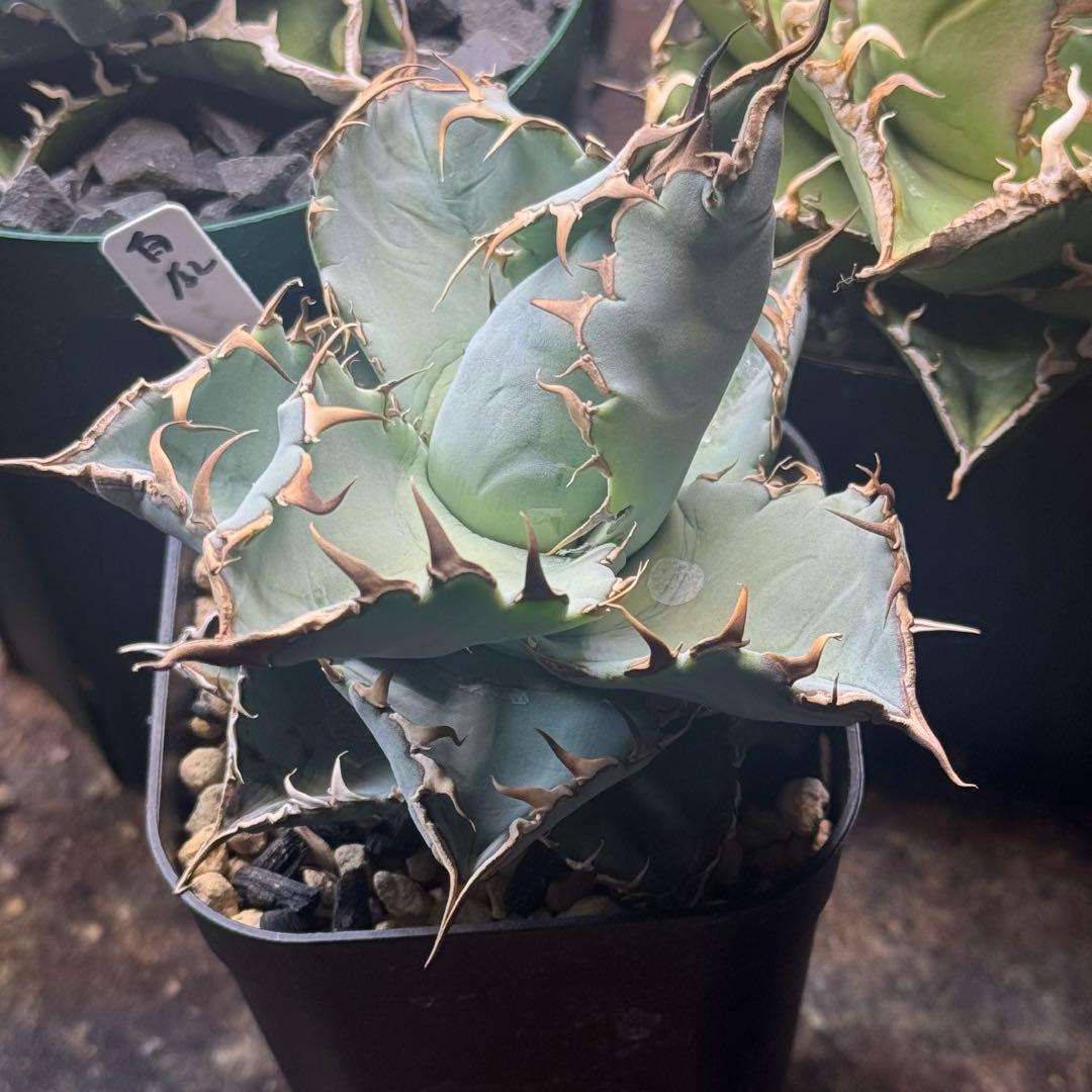 アガベ チタノタ 白爪 ホワイトファング dennis ikori