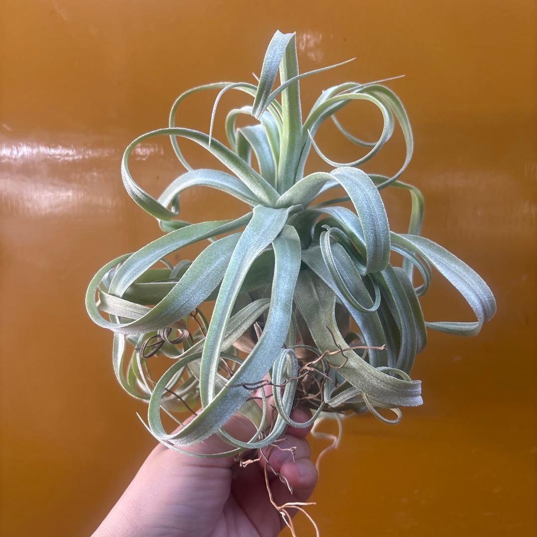 ストレプトフィラ①