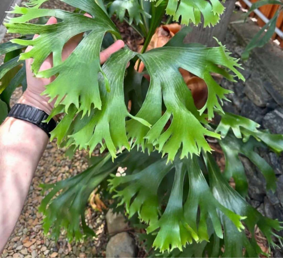 p.Rod Pattison sporelingロッドパティソンビカクシダ