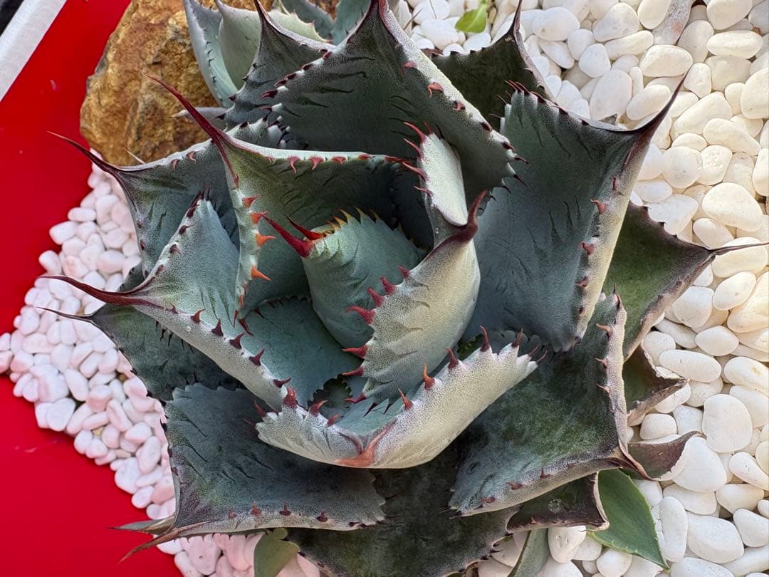 アガベ 赤棘　抜き苗発送