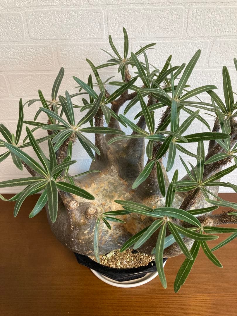 【植物引退】特大　グラキリス　現地球