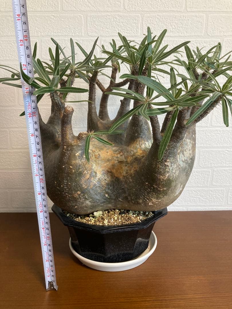 【植物引退】特大　グラキリス　現地球