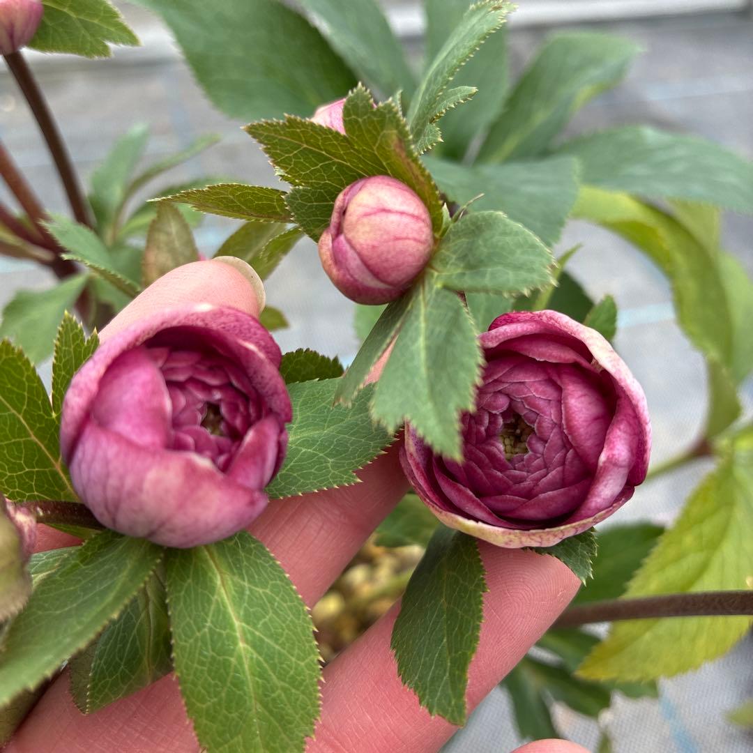 クリスマスローズ　加藤農園　多弁　６寸