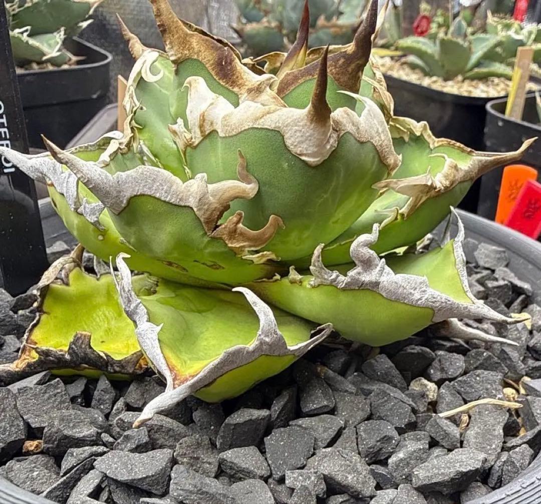 オアハカ実生の子株