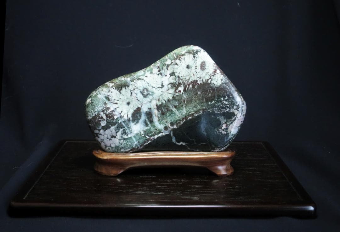 菊花石 　根尾菊花石 緑地に白花　鑑賞石　水石 盆栽