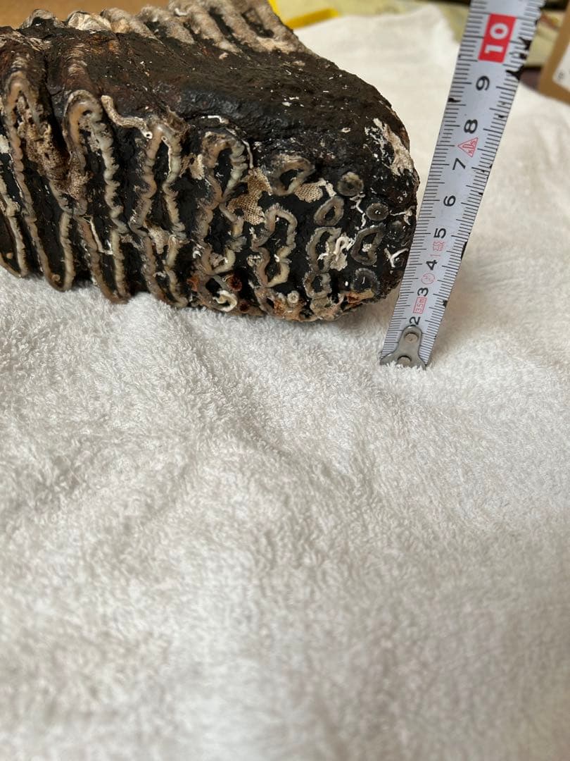 マンモス　ナウマンゾウ化石　臼歯