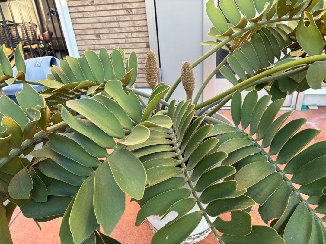 ザミアプミラ（ヒロハザミア）フルフラケア 13号鉢特大2頭株