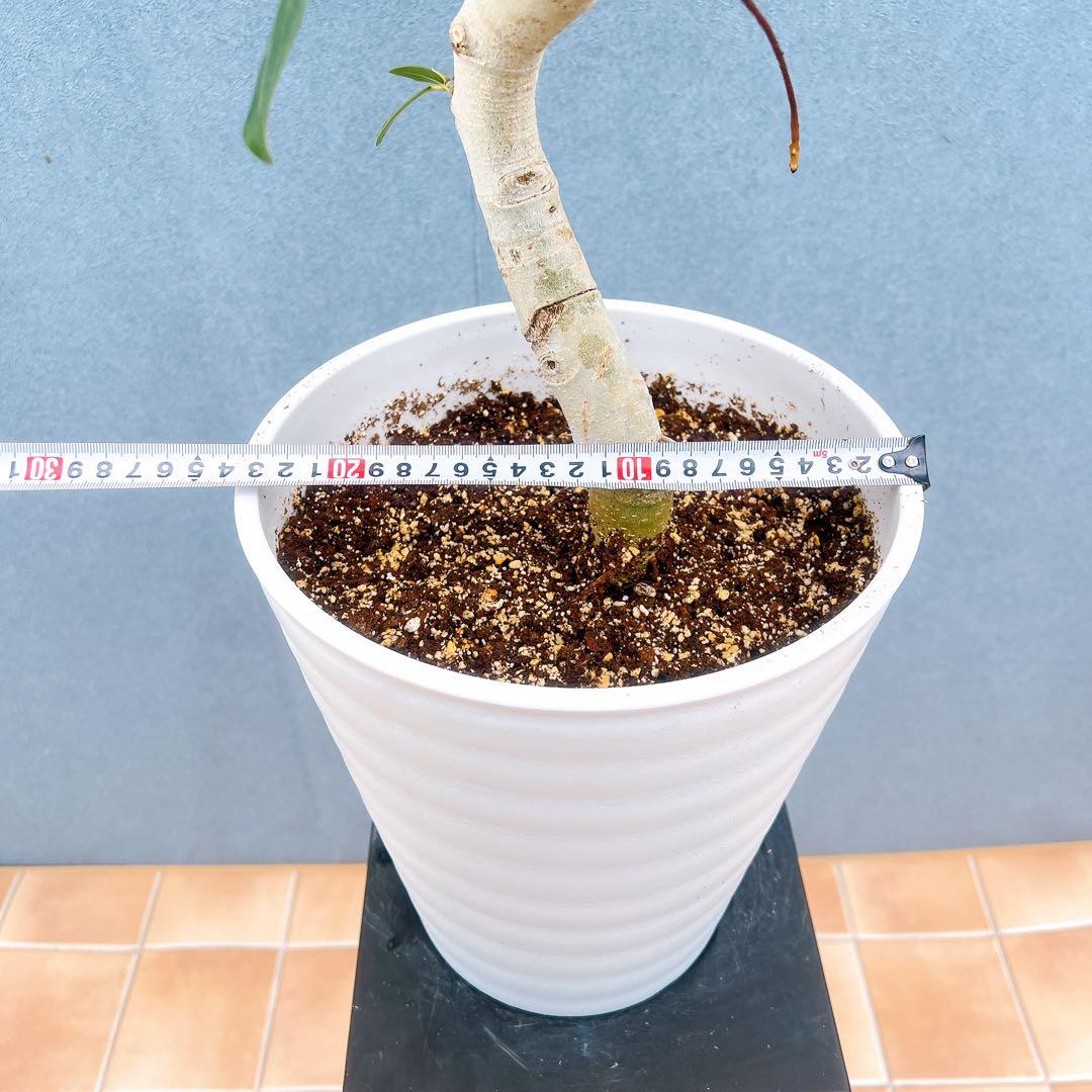 現品　フィカス　ゴムの木　ベンガレンシス　33番　曲り　インテリア　観葉植物