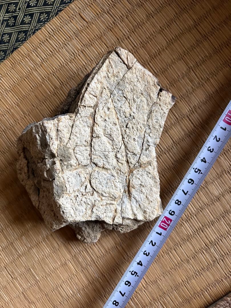 トリケラトプス　フリル　化石　恐竜