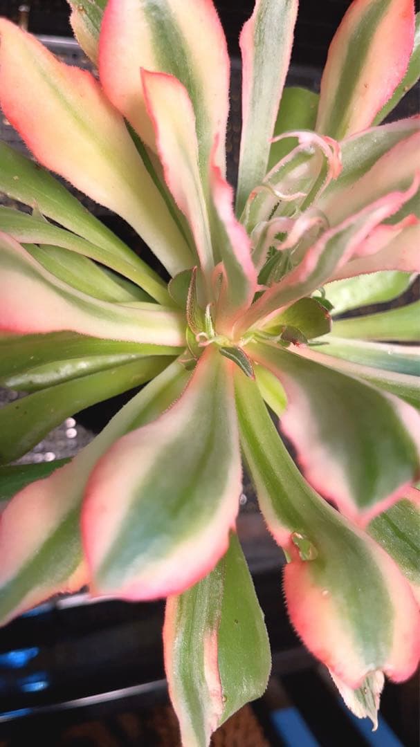 55#多肉植物アエオニウム錦❤️ 光輝 ❤️1大頭5子芽18cm 拔き苗