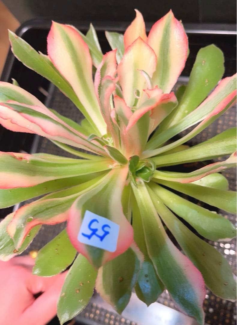 55#多肉植物アエオニウム錦❤️ 光輝 ❤️1大頭5子芽18cm 拔き苗