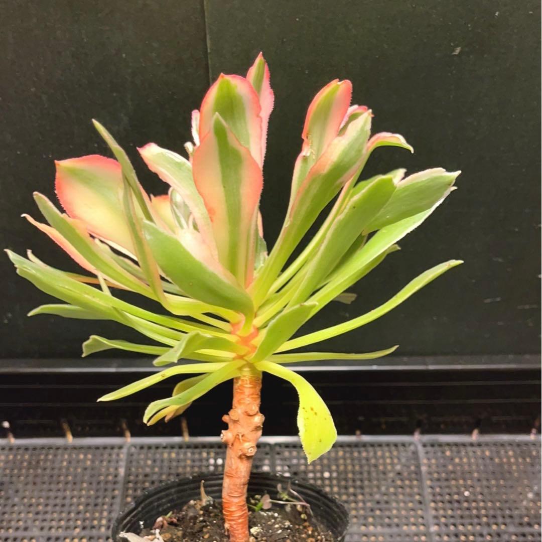55#多肉植物アエオニウム錦❤️ 光輝 ❤️1大頭5子芽18cm 拔き苗