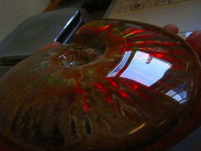 絶品★数万個の一個★天然マダガスカル産 化石 イリデッセンス アンモライト超