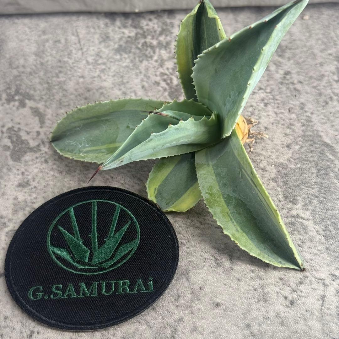 く*て様 【アガベ オバティフォリア“オルカ”】地植え/-18℃まで/極上　L2