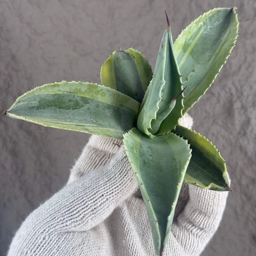 く*て様 【アガベ オバティフォリア“オルカ”】地植え/-18℃まで/極上　L2