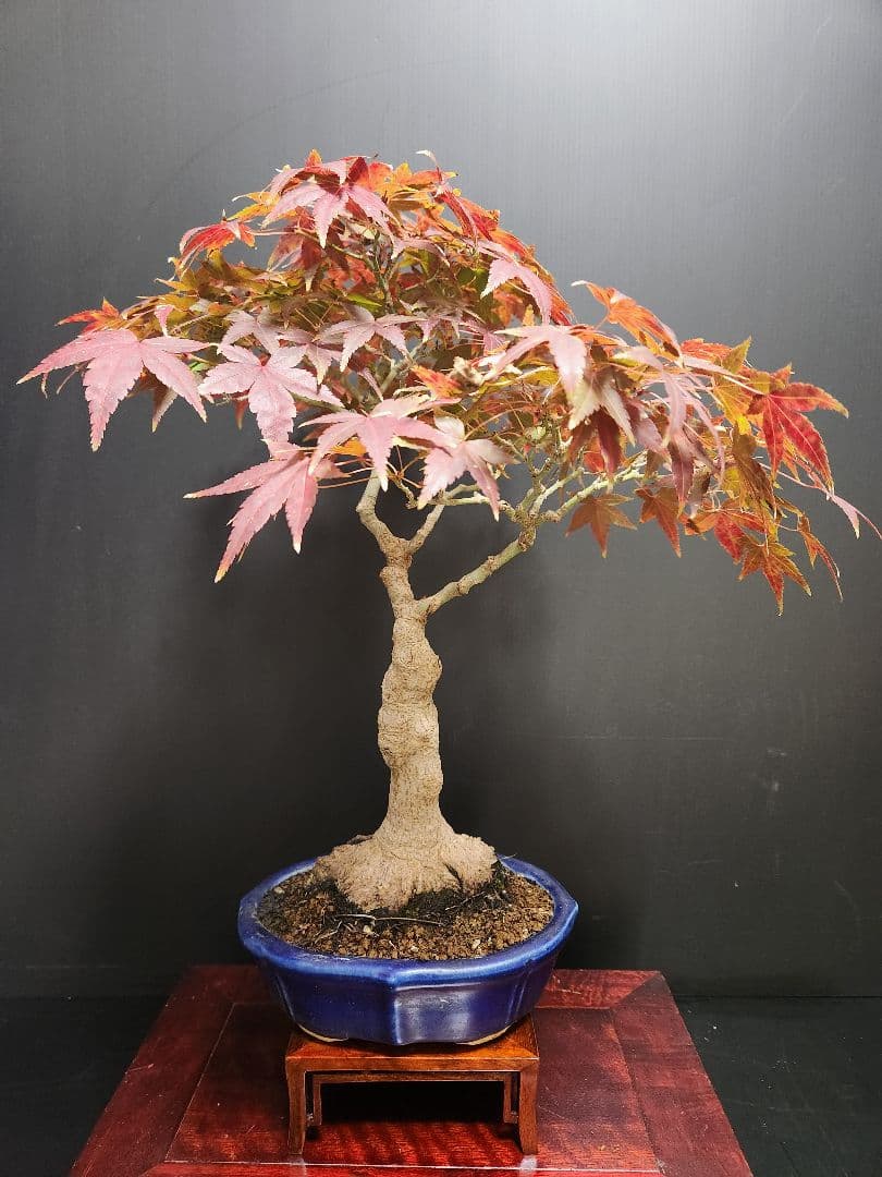 紅葉 もみじ 紅葉盆栽 もみじ盆栽 楓 カエデ　盤根