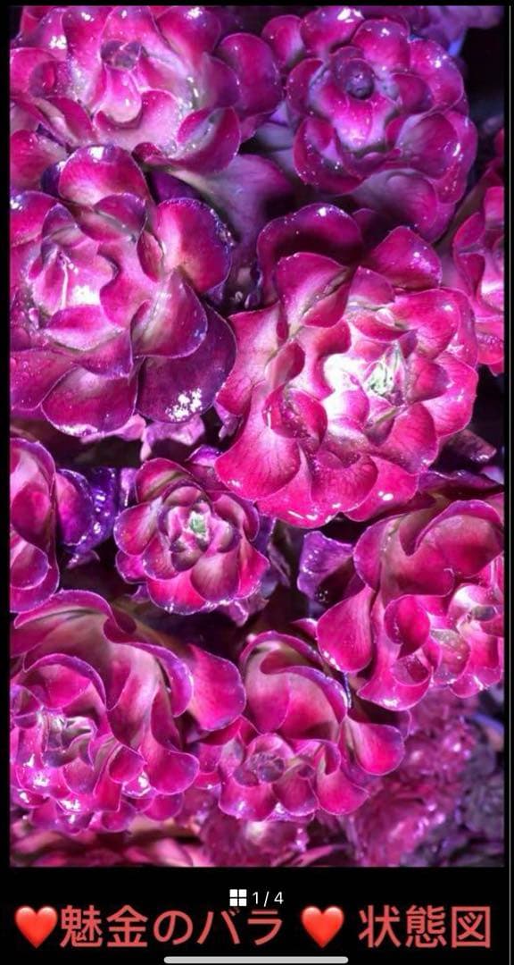 多肉植物アエオニウム❤️魅金のバラ ❤ 状態図