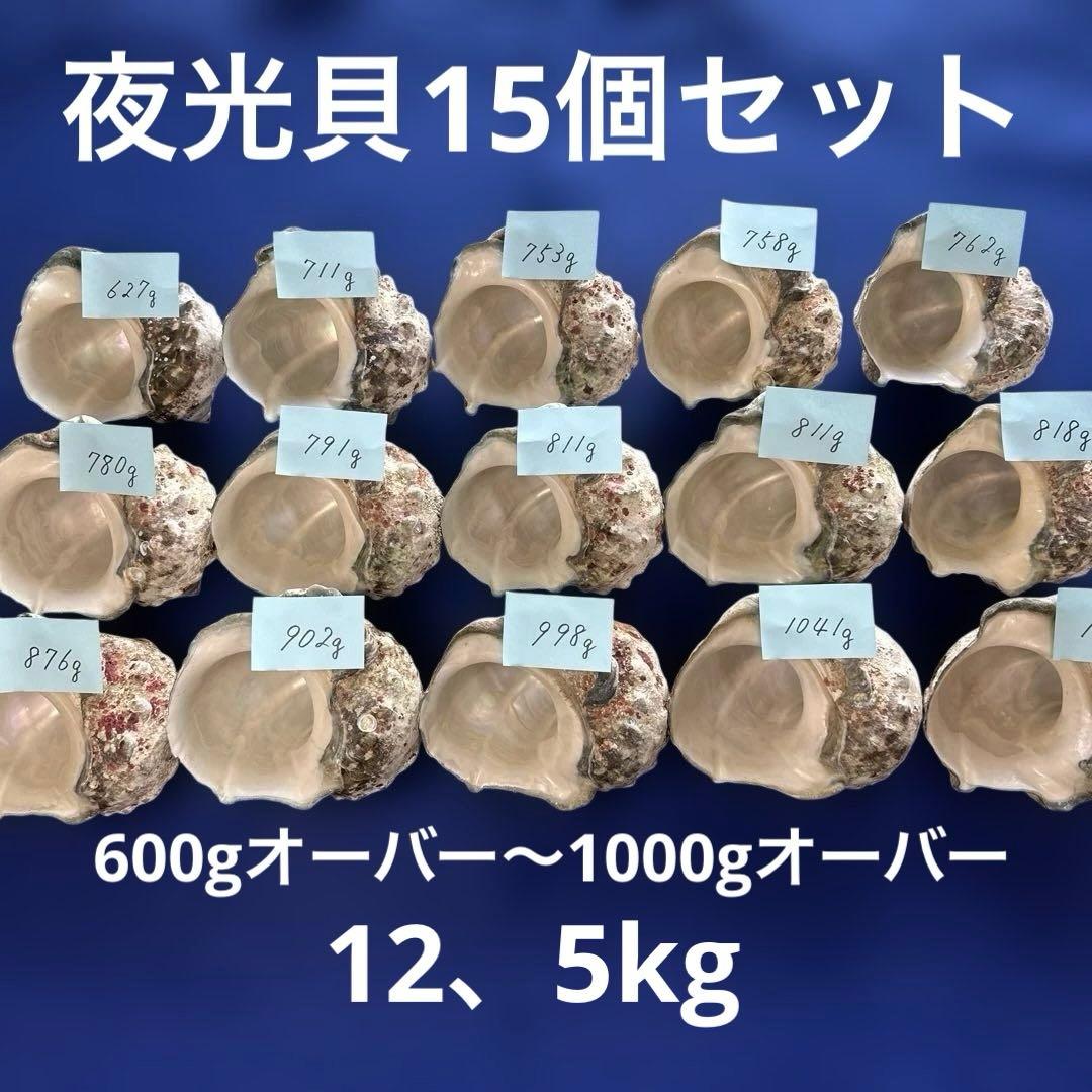 夜光貝　ヤコウ貝　まとめ売り　15個　12、5kg アクセサリー　ルア